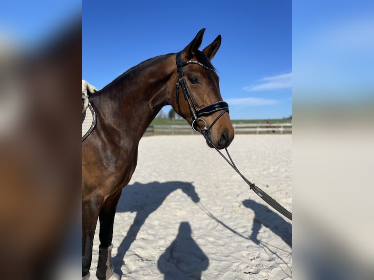 Westfale Stute 5 Jahre 169 cm Brauner in Beverungen