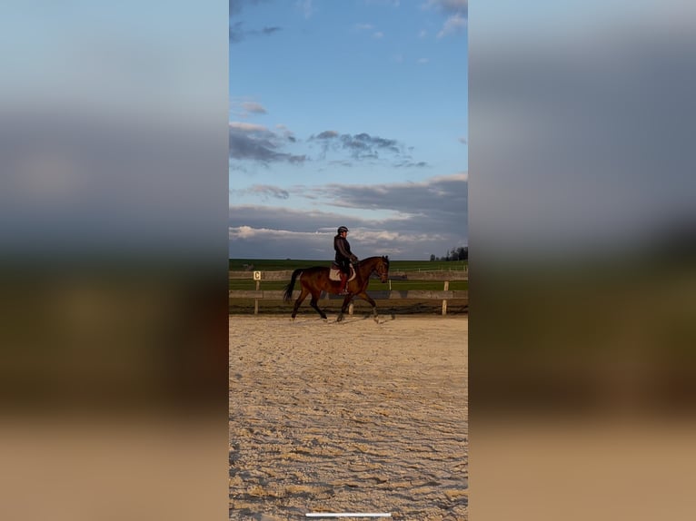 Westfale Stute 5 Jahre 169 cm Brauner in Beverungen