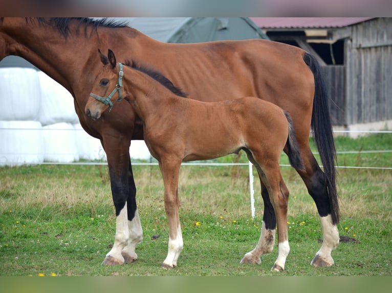 Westfale Stute 5 Jahre 169 cm Brauner in Beverungen