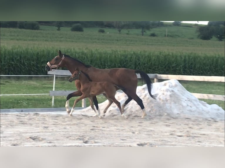 Westfale Stute 5 Jahre 169 cm Brauner in Beverungen