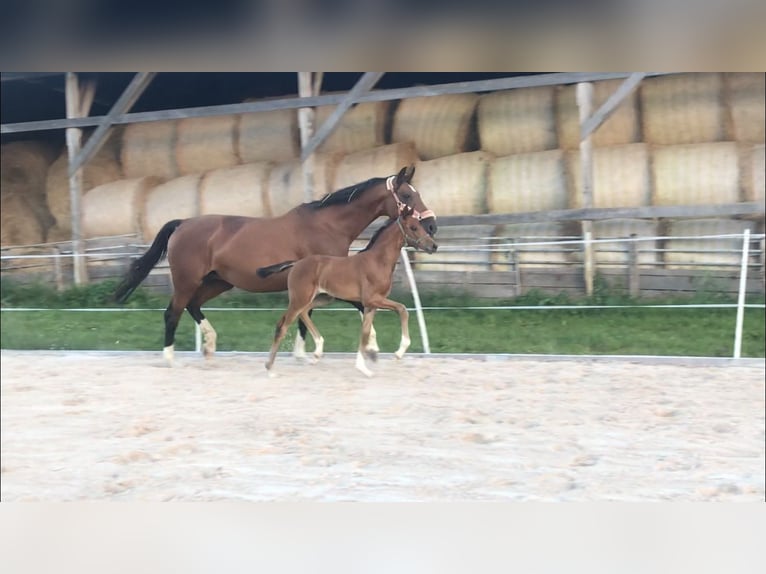 Westfale Stute 5 Jahre 169 cm Brauner in Beverungen