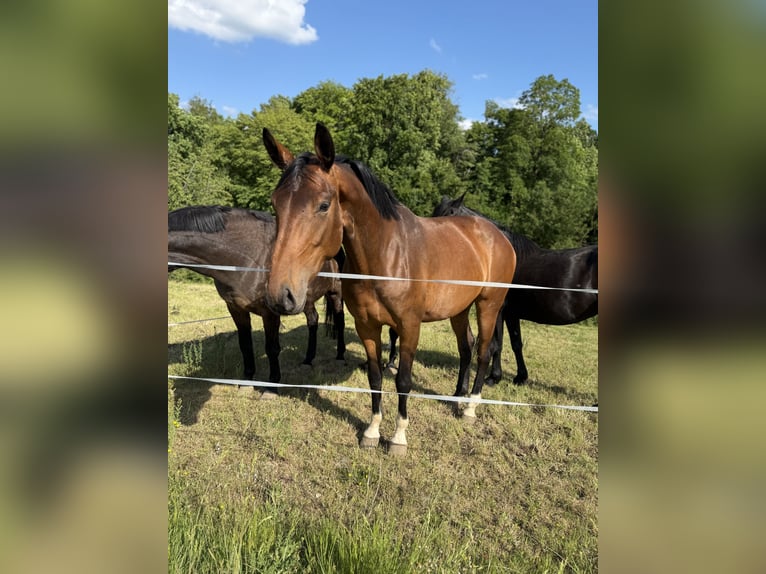 Westfale Stute 5 Jahre 169 cm Brauner in Beverungen