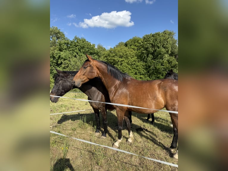 Westfale Stute 5 Jahre 169 cm Brauner in Beverungen