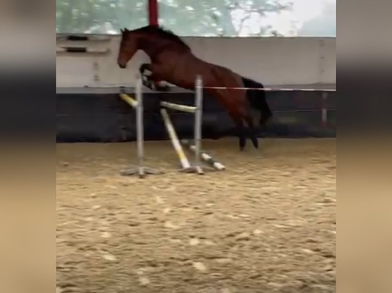 Westfale Stute 5 Jahre 169 cm Brauner in Straelen