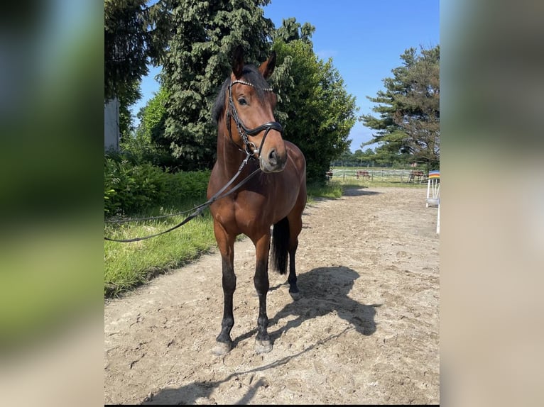 Westfale Stute 5 Jahre 169 cm Brauner in Straelen