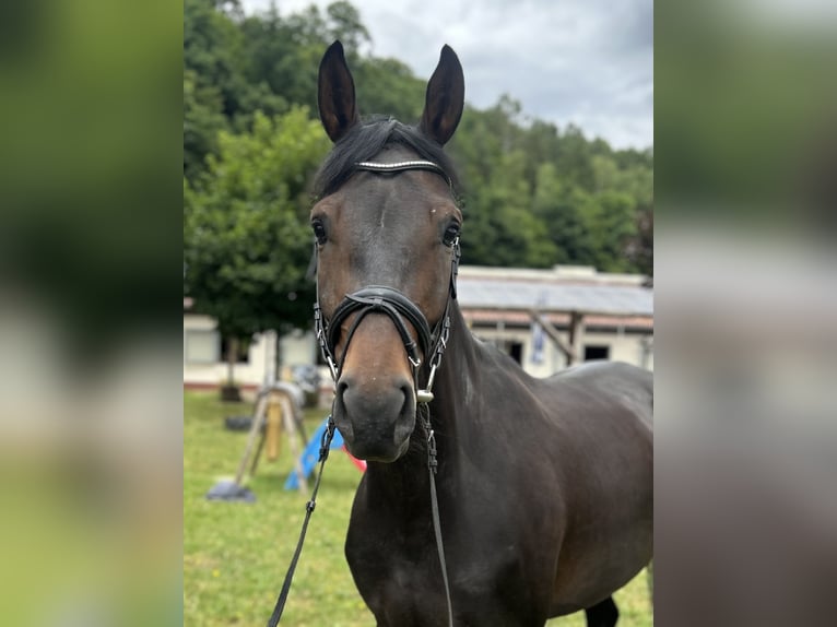 Westfale Stute 5 Jahre 169 cm Dunkelbrauner in Schenklengsfeld