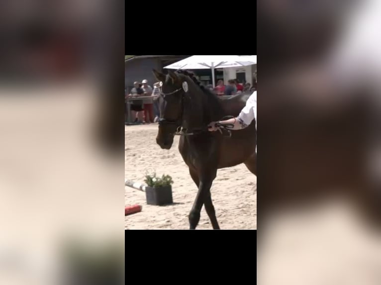 Westfale Stute 5 Jahre 169 cm Dunkelbrauner in Siegen
