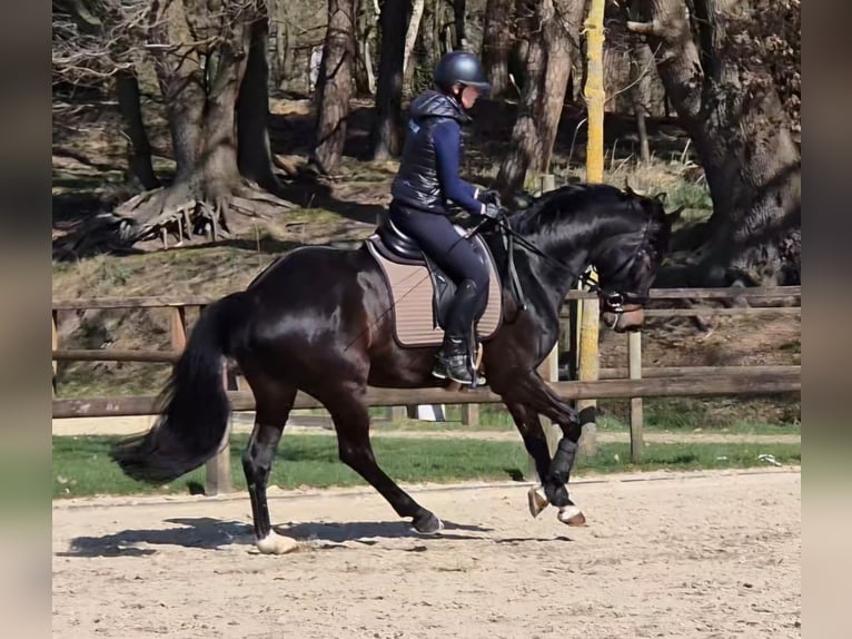 Westfale Stute 5 Jahre 169 cm Dunkelbrauner in Sendenhorst