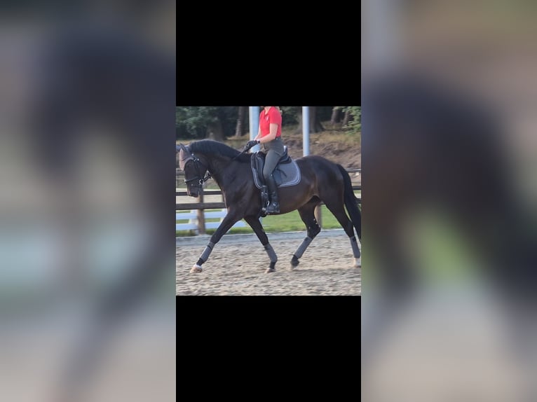 Westfale Stute 5 Jahre 169 cm Dunkelbrauner in Sendenhorst