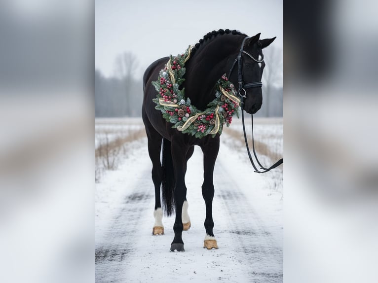 Westfale Stute 5 Jahre 169 cm Rappe in Csabacsűd