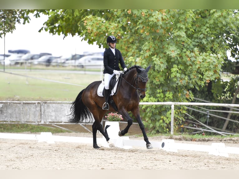 Westfale Stute 5 Jahre 170 cm Brauner in Erlensee