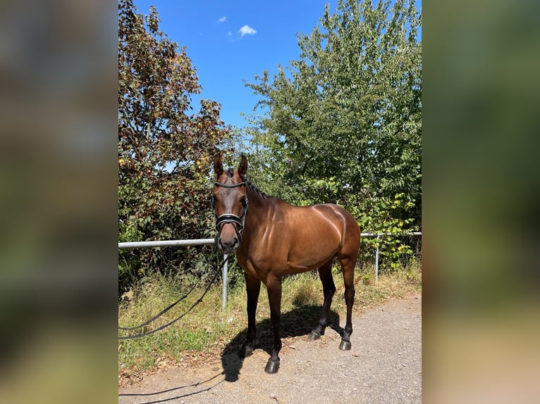 Westfale Stute 5 Jahre 170 cm Brauner in Wilnsdorf