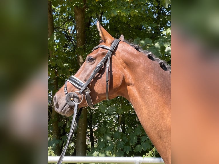 Westfale Stute 5 Jahre 170 cm Brauner in Wilnsdorf