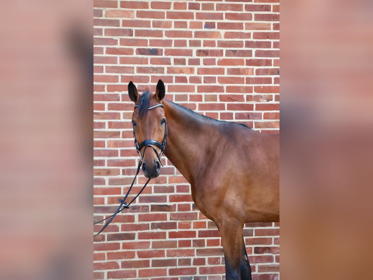 Westfale Stute 5 Jahre 170 cm Brauner in Rhede