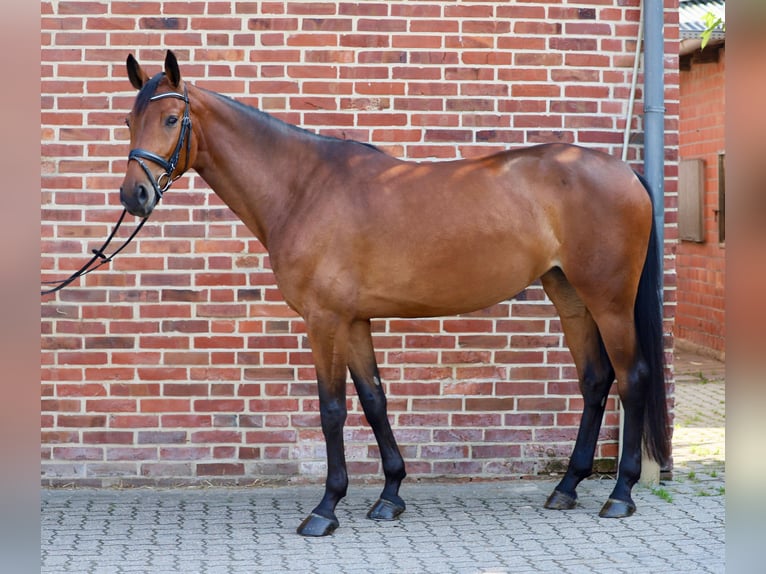 Westfale Stute 5 Jahre 170 cm Brauner in Rhede
