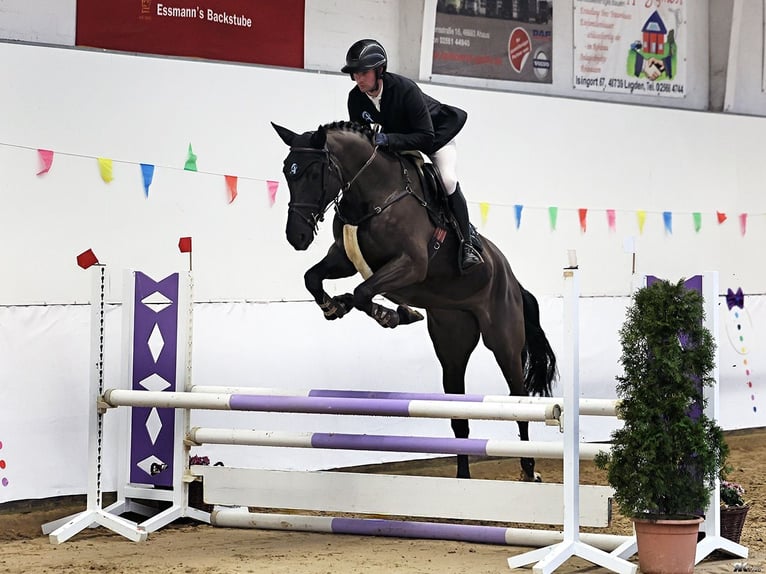 Westfale Stute 5 Jahre 170 cm Dunkelbrauner in Bottrop