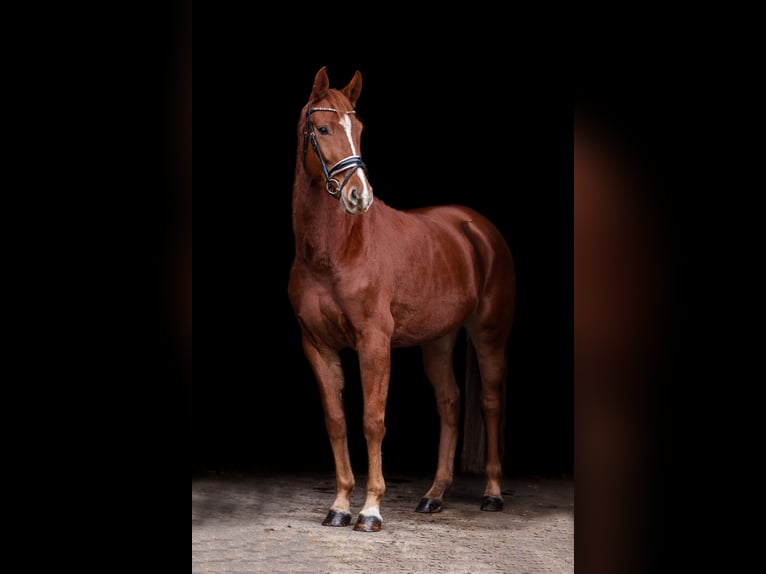 Westfale Stute 5 Jahre 170 cm Fuchs in Velden