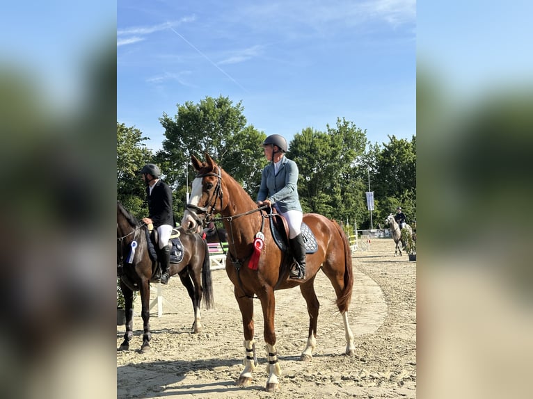 Westfale Stute 5 Jahre 170 cm Fuchs in K&#xFC;rten
