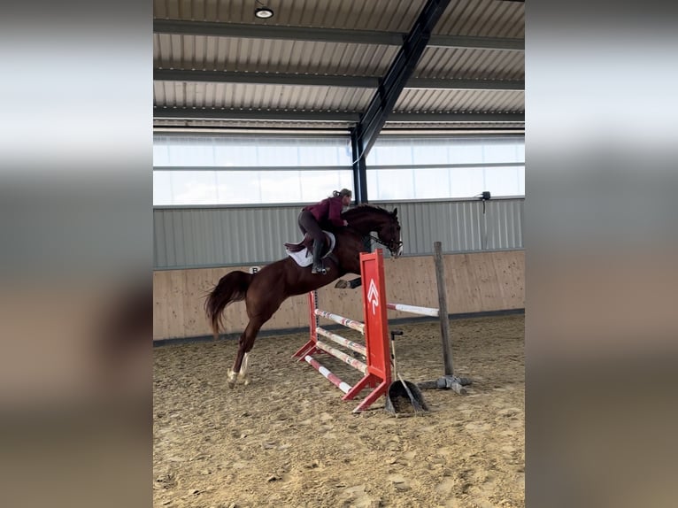 Westfale Stute 5 Jahre 170 cm Fuchs in K&#xFC;rten