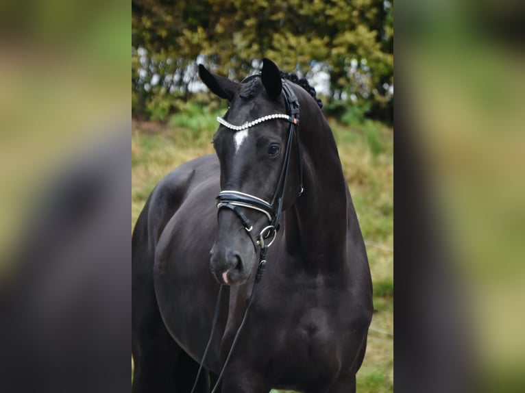 Westfale Stute 5 Jahre 170 cm Rappe in Fürstenau