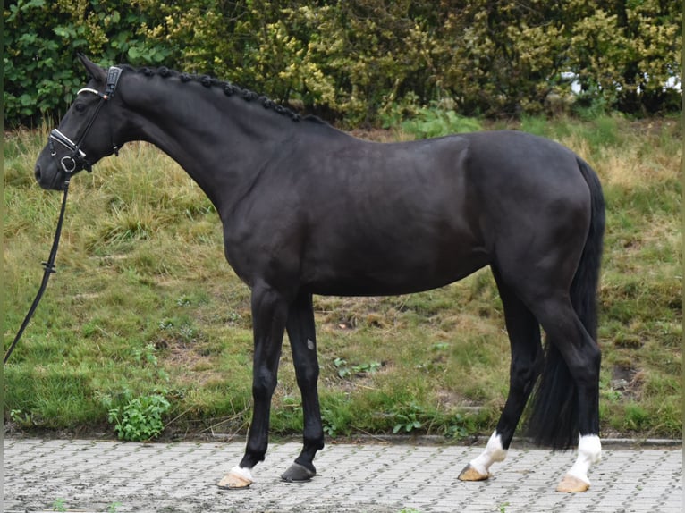 Westfale Stute 5 Jahre 170 cm Rappe in Fürstenau