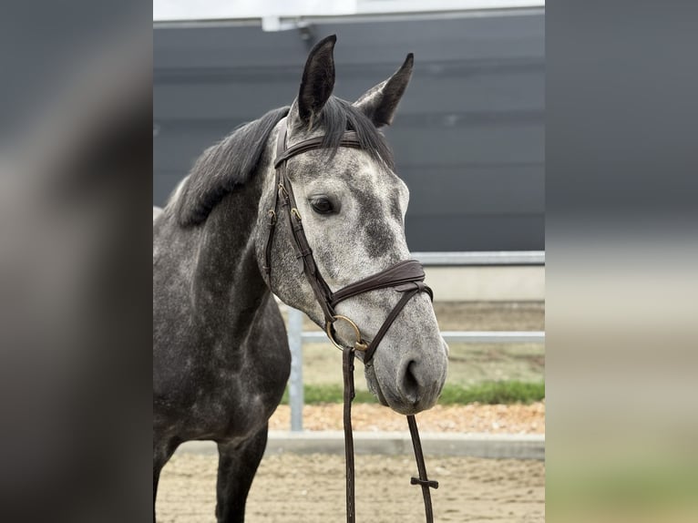 Westfale Stute 5 Jahre 170 cm Rappschimmel in Kamenz