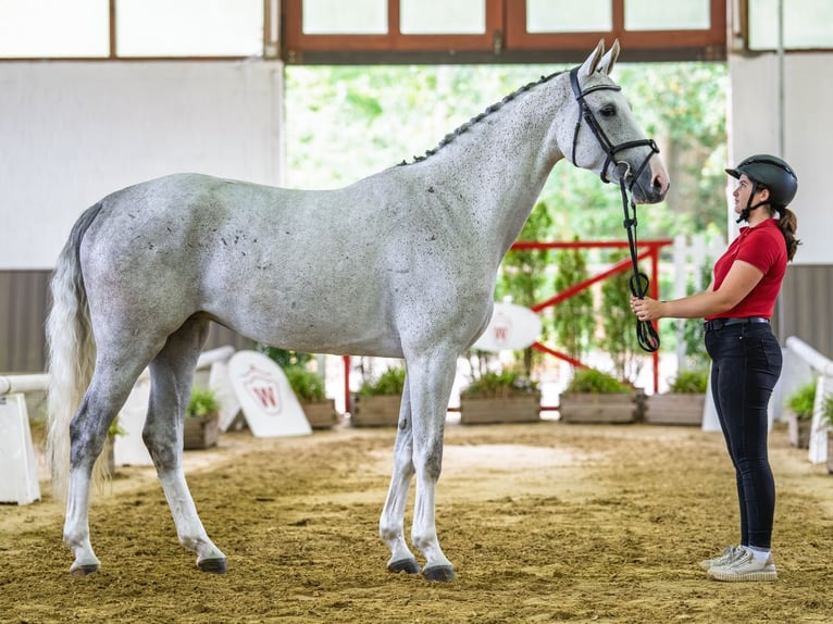 Westfale Stute 5 Jahre 170 cm Schimmel in Mnster-Handorf