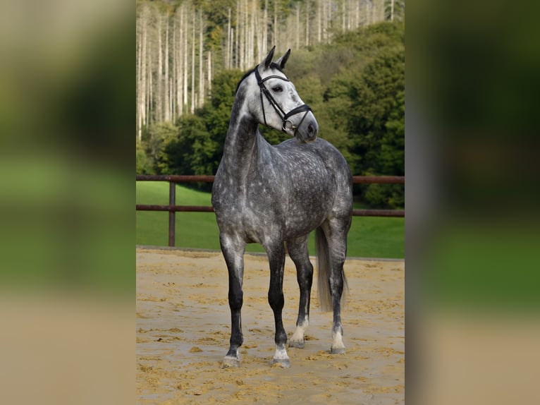 Westfale Stute 5 Jahre 170 cm Schimmel in Lindlar