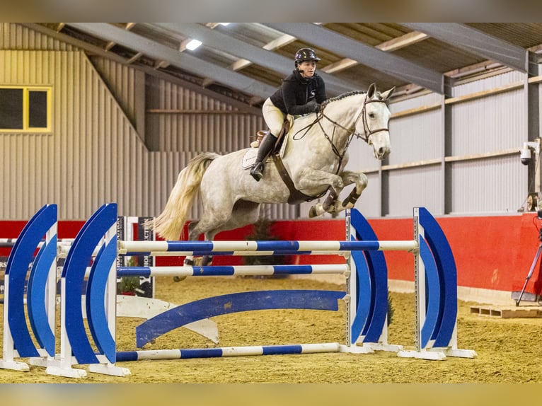 Westfale Stute 5 Jahre 170 cm Schimmel in Waddinxveen