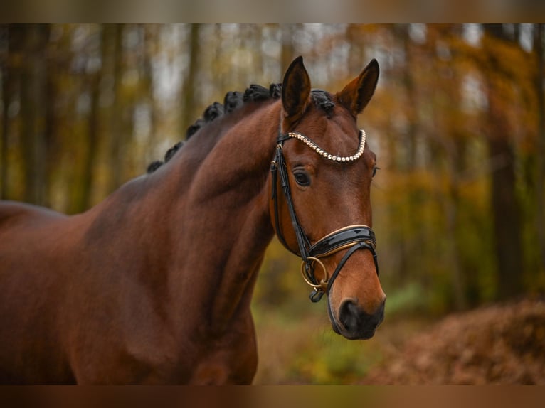 Westfale Stute 5 Jahre 171 cm Brauner in Wehringen