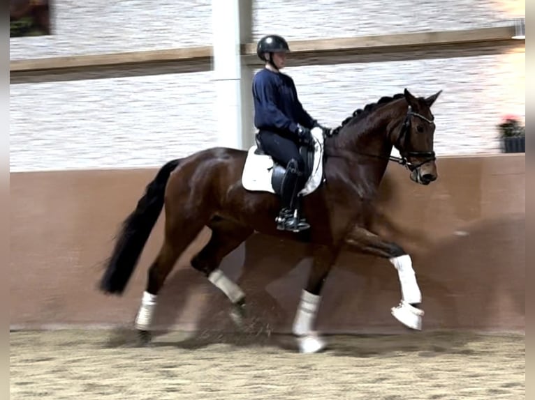 Westfale Stute 5 Jahre 171 cm Brauner in Wehringen