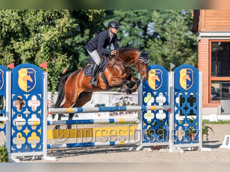 Westfale Stute 5 Jahre 171 cm Brauner in Kolin
