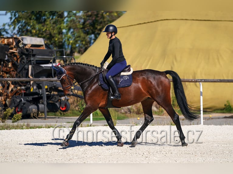 Westfale Stute 5 Jahre 171 cm Brauner in Kolin