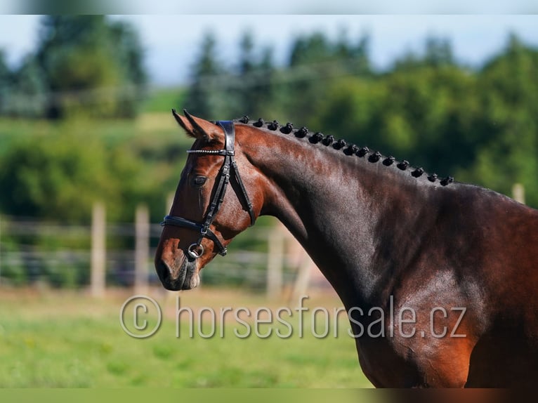 Westfale Stute 5 Jahre 171 cm Brauner in Kolin