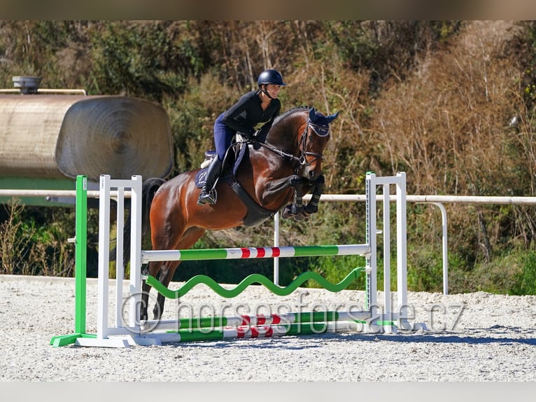 Westfale Stute 5 Jahre 171 cm Brauner in Kolin