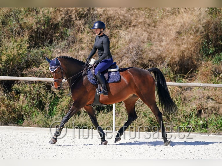 Westfale Stute 5 Jahre 171 cm Brauner in Kolin