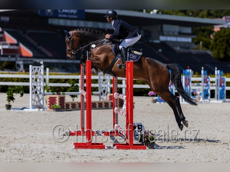 Westfale Stute 5 Jahre 171 cm Brauner in Kolin