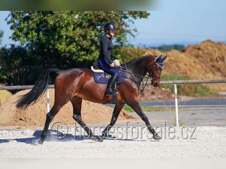 Westfale Stute 5 Jahre 171 cm Brauner in Kolin