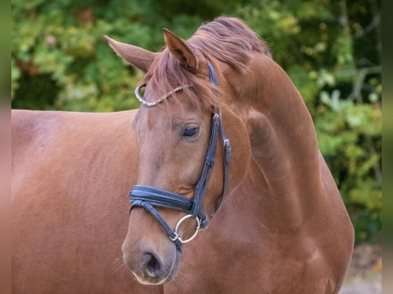 Westfale Stute 5 Jahre 171 cm Dunkelfuchs in Münster