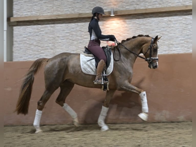 Westfale Stute 5 Jahre 171 cm Fuchs in Wehringen