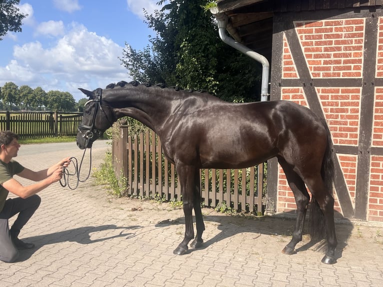 Westfale Stute 5 Jahre 171 cm Rappe in Telgte