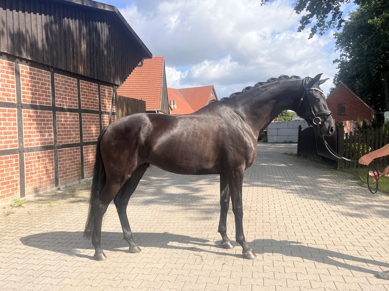 Westfale Stute 5 Jahre 171 cm Rappe in Telgte