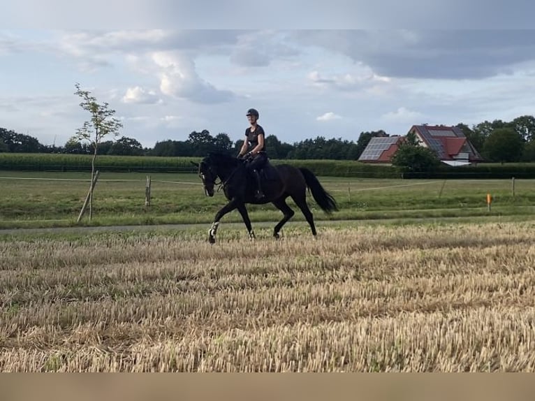 Westfale Stute 5 Jahre 172 cm Dunkelbrauner in Delbrück