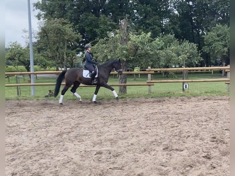 Westfale Stute 5 Jahre 172 cm Dunkelbrauner in Delbrück