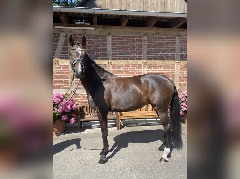 Westfale Stute 5 Jahre 172 cm Dunkelbrauner in Delbrück