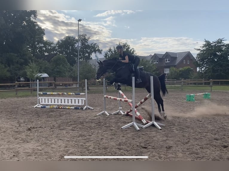 Westfale Stute 5 Jahre 172 cm Dunkelbrauner in Delbrück