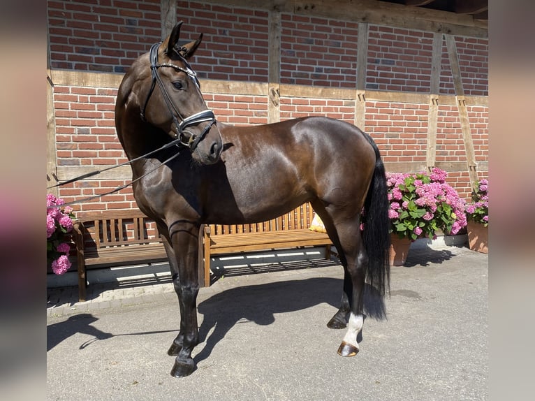 Westfale Stute 5 Jahre 172 cm Dunkelbrauner in Delbrück