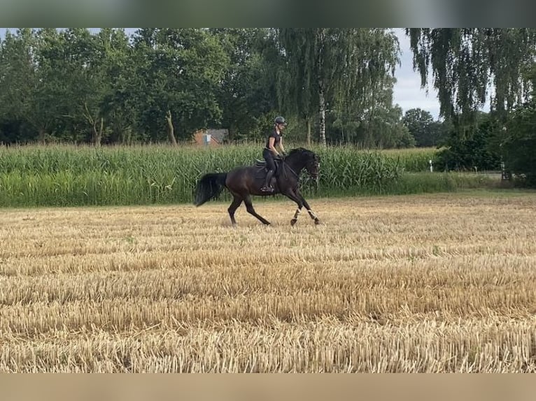 Westfale Stute 5 Jahre 172 cm Dunkelbrauner in Delbrück