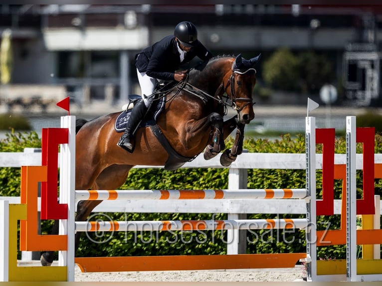 Westfale Stute 5 Jahre 173 cm Brauner in Kolin