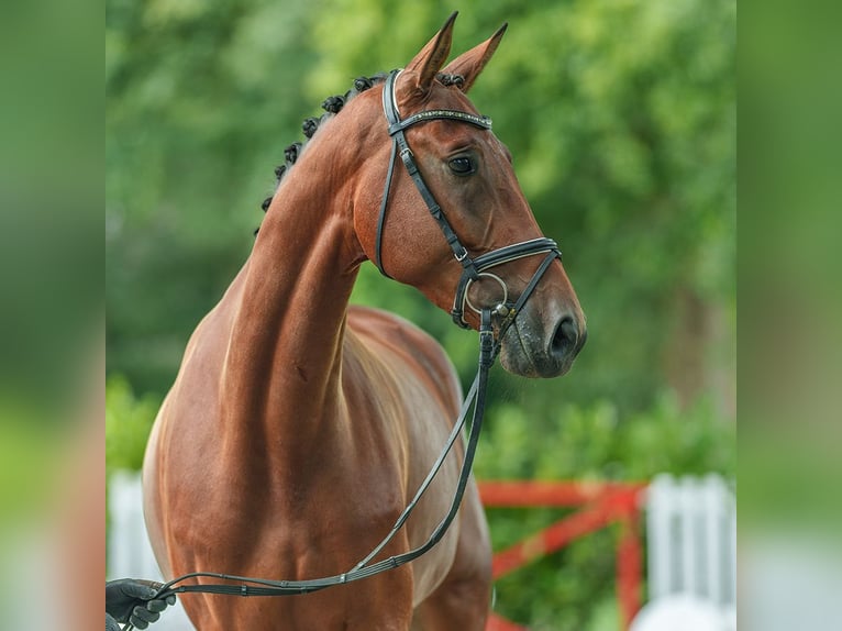 Westfale Stute 5 Jahre 173 cm Brauner in Münster